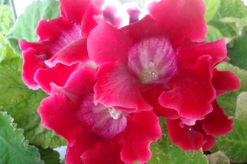  - Gloxinia