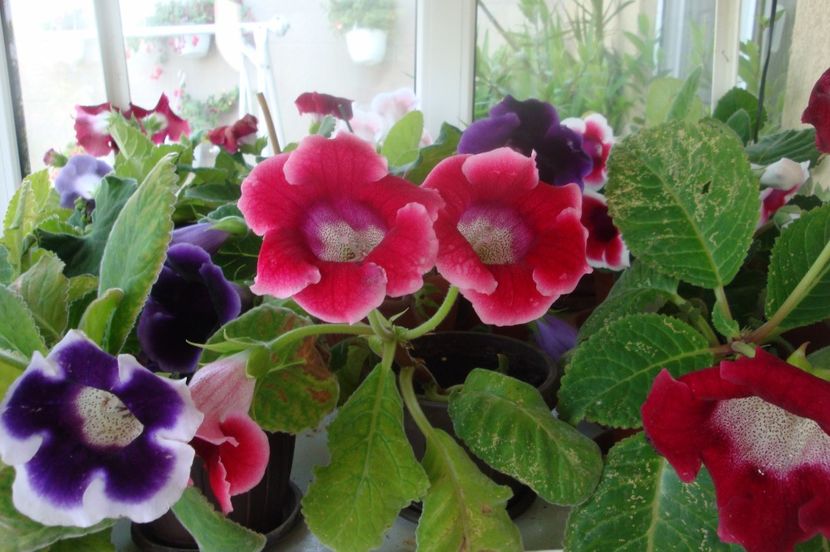  - Gloxinia