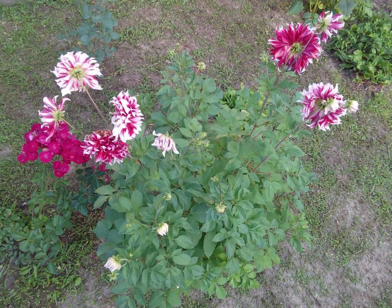  - AAAA_DALII 2015_2017_2018_2019_2020_2023
