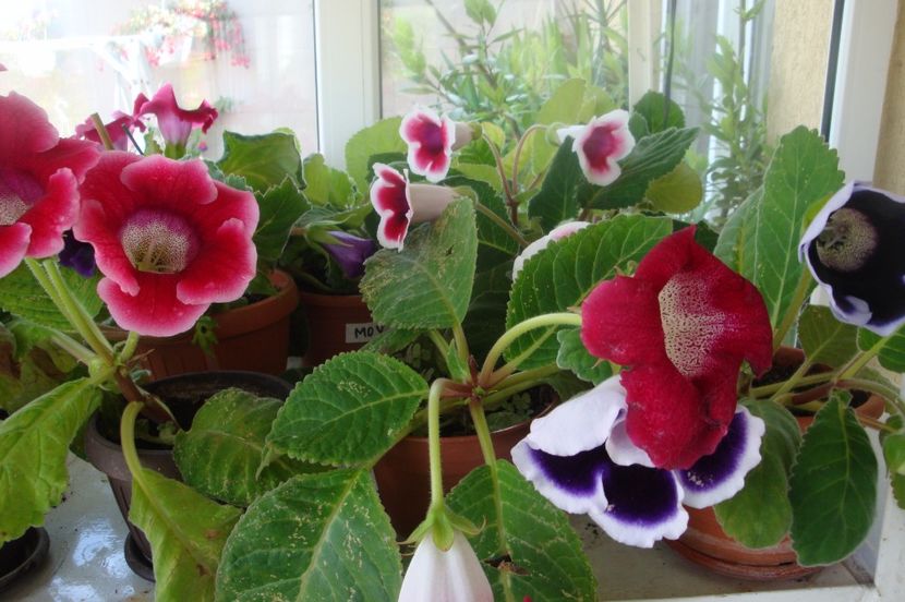  - Gloxinia