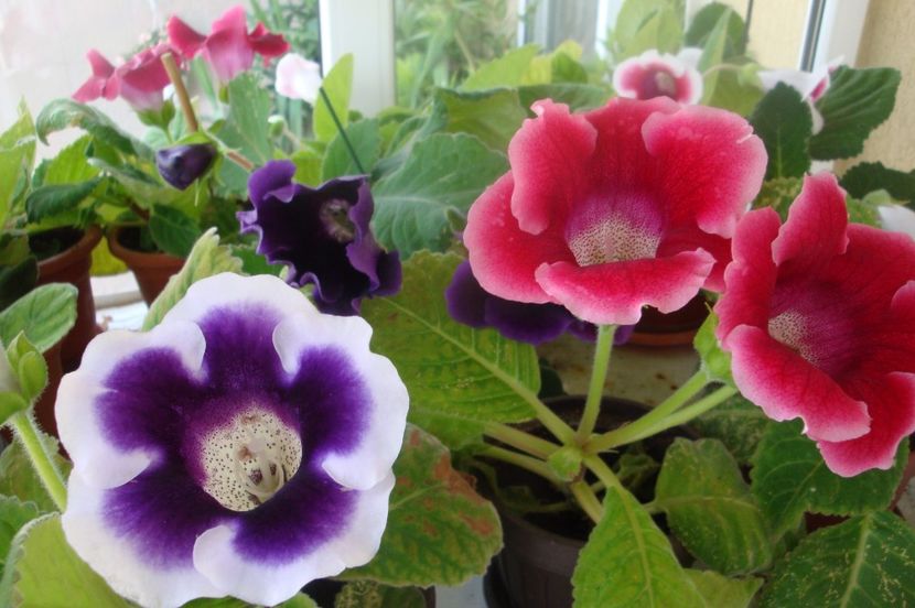  - Gloxinia