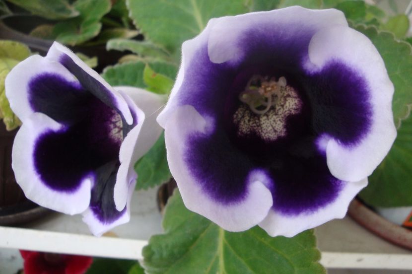  - Gloxinia