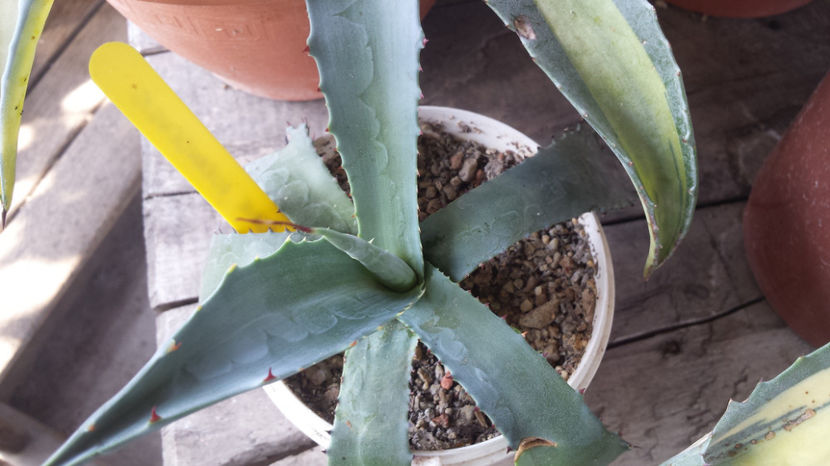 Agave Durangensis - Agave Durangensis