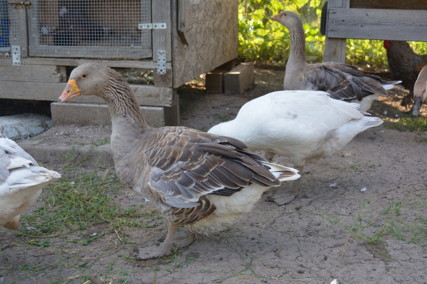 gaste comune - B4 - Gaste comune