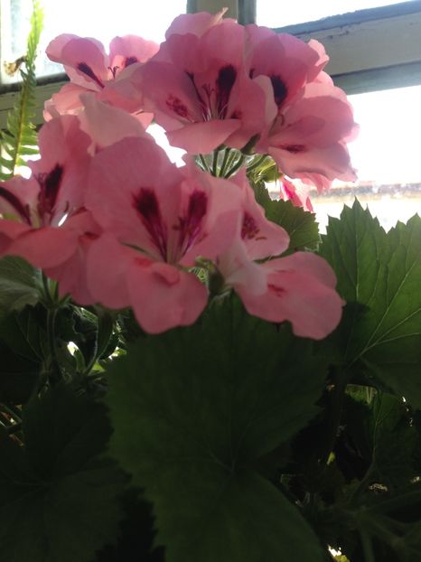 image - Florile mele