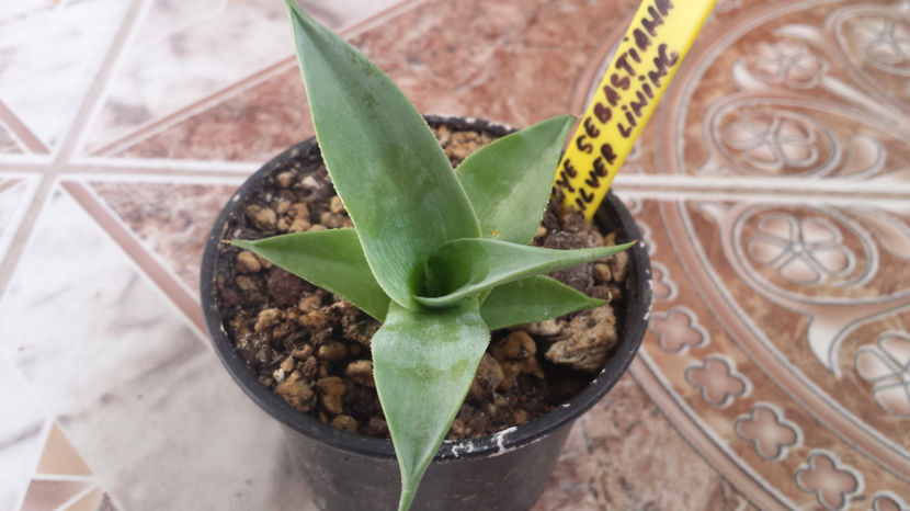 Agave Sebastiana 'Silver Lining' - Agave Sebastiana