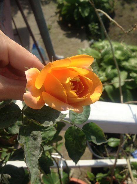 image - Florile mele