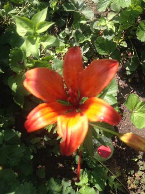 image - Florile mele
