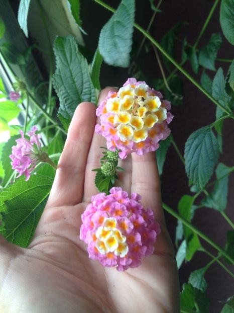 image - Florile mele