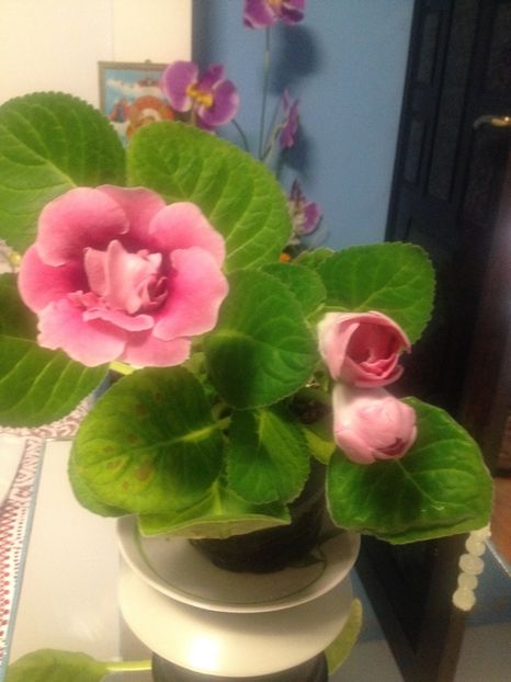 image - Florile mele