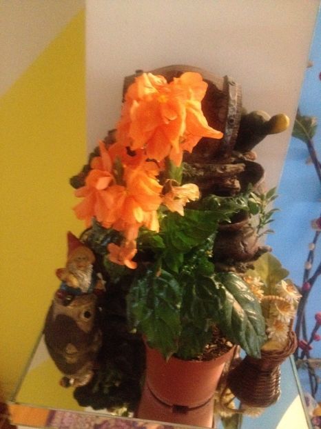 image - Florile mele
