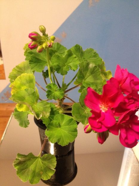 image - Florile mele
