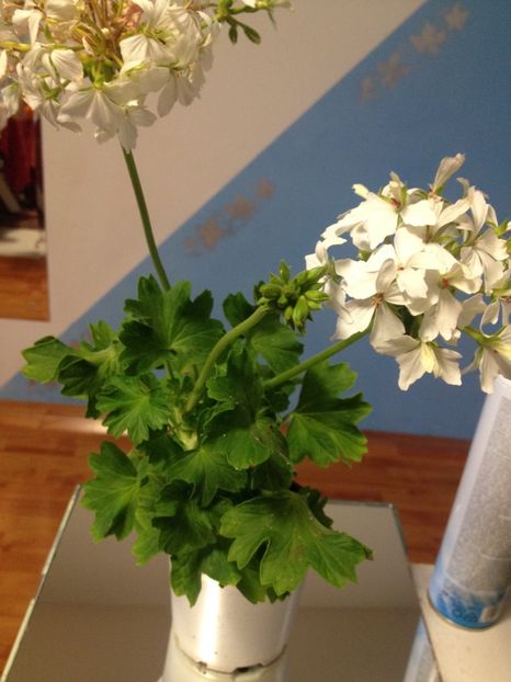 image - Florile mele