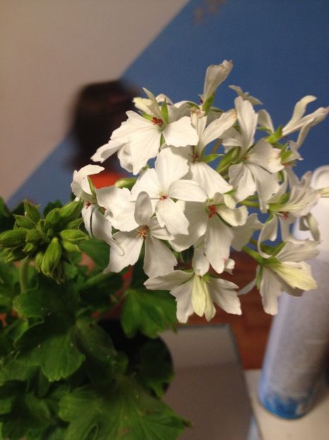 image - Florile mele