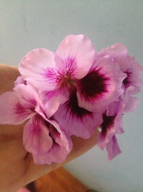 image - Florile mele