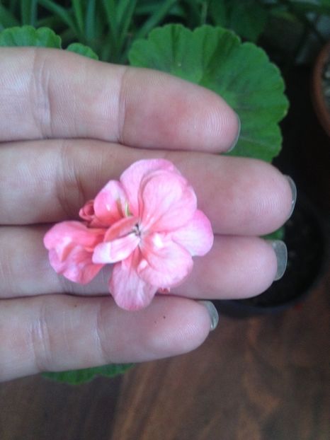 image - Florile mele