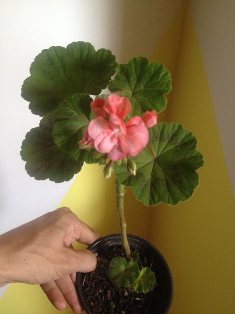 image - Florile mele