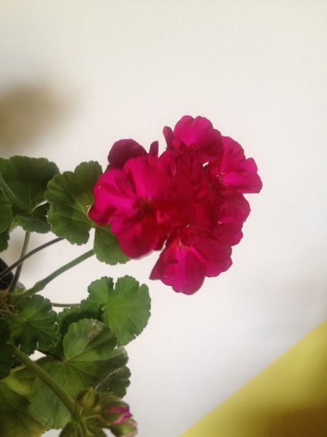 image - Florile mele