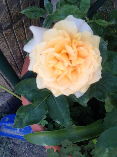 image - Florile mele