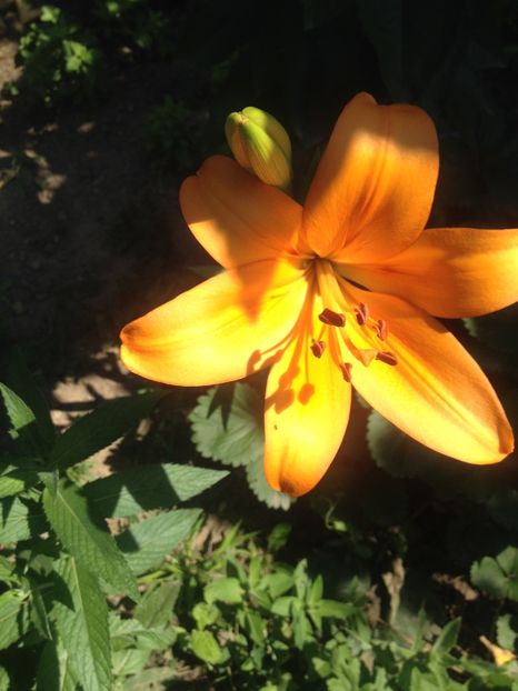 image - Florile mele