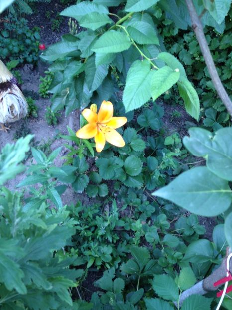 image - Florile mele