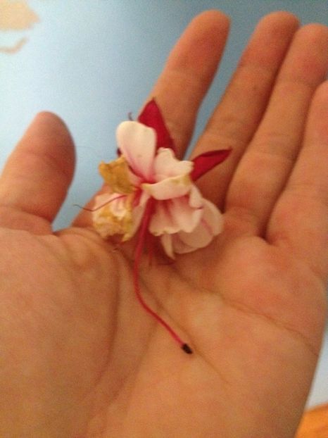 image - Florile mele