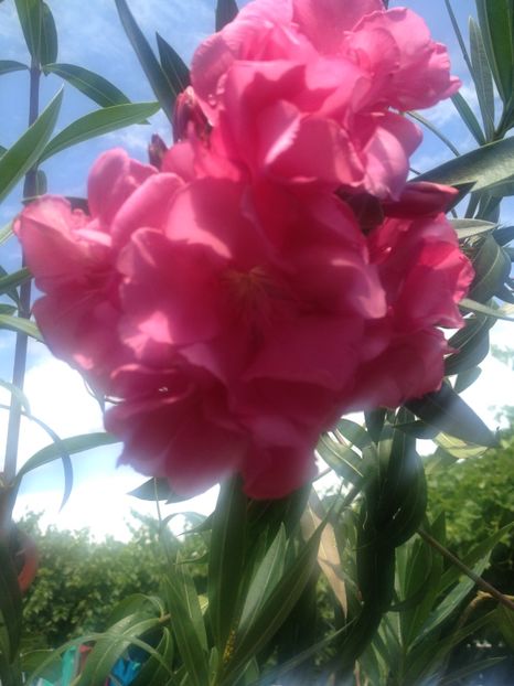 image - Florile mele