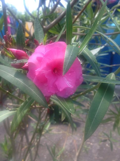 image - Florile mele