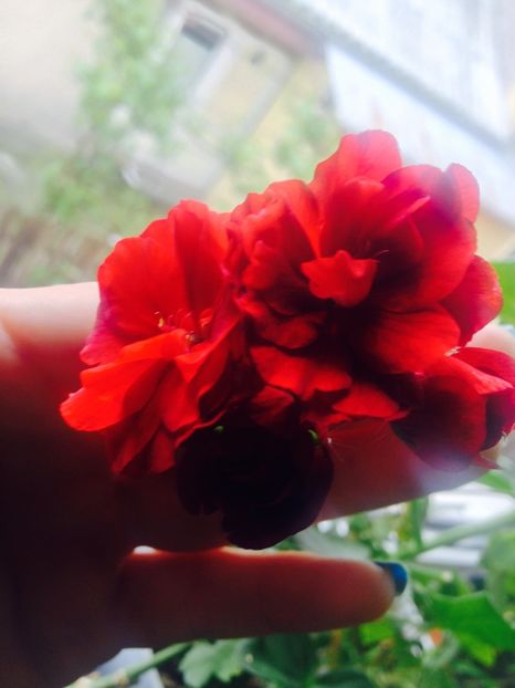 image - Florile mele