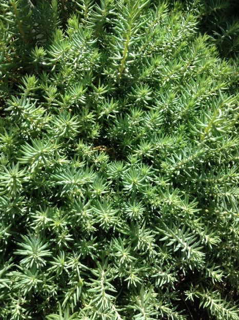 image - Florile mele