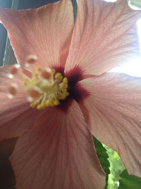 image - Florile mele