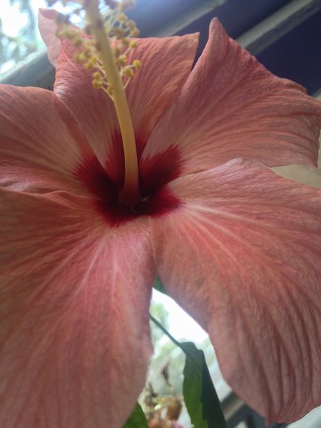 image - Florile mele