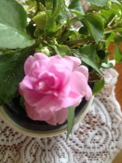 image - Florile mele