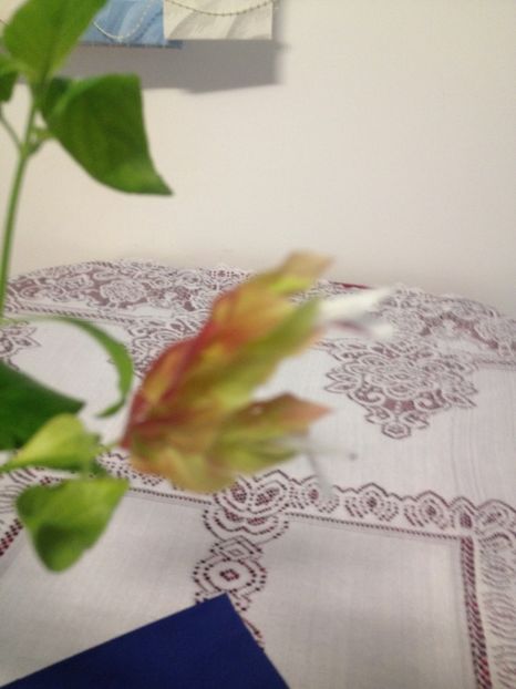 image - Florile mele