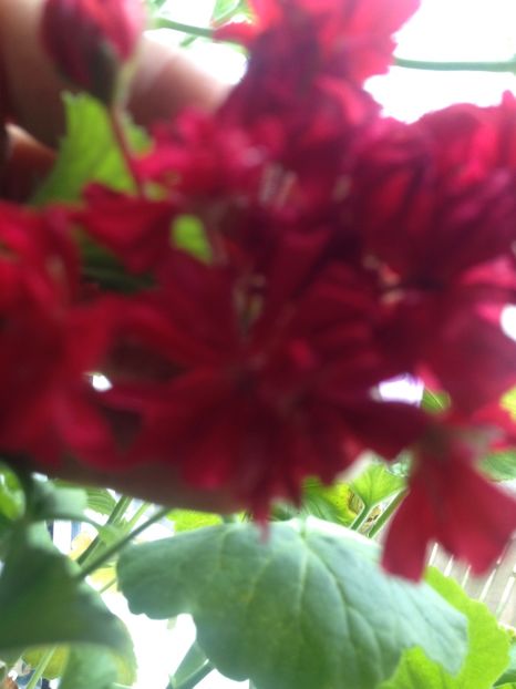 image - Florile mele
