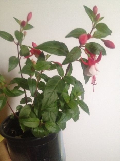 image - Florile mele