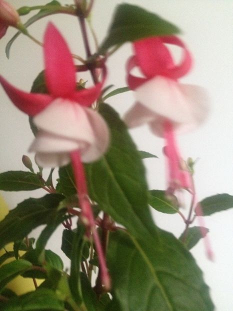 image - Florile mele
