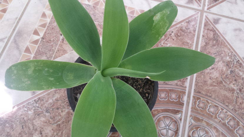 Agave Attenuata - Agave Attenuata