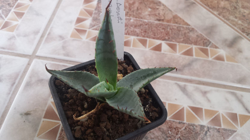 Agave Deserti Jacumba - Agave Deserti