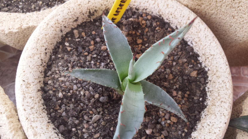 Agave Deserti Jacumba - Agave Deserti