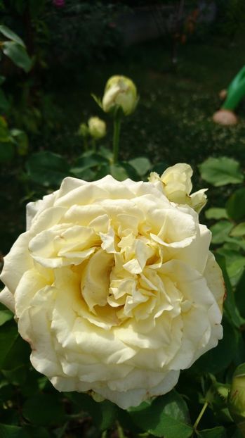  - Trandafiri comerciali