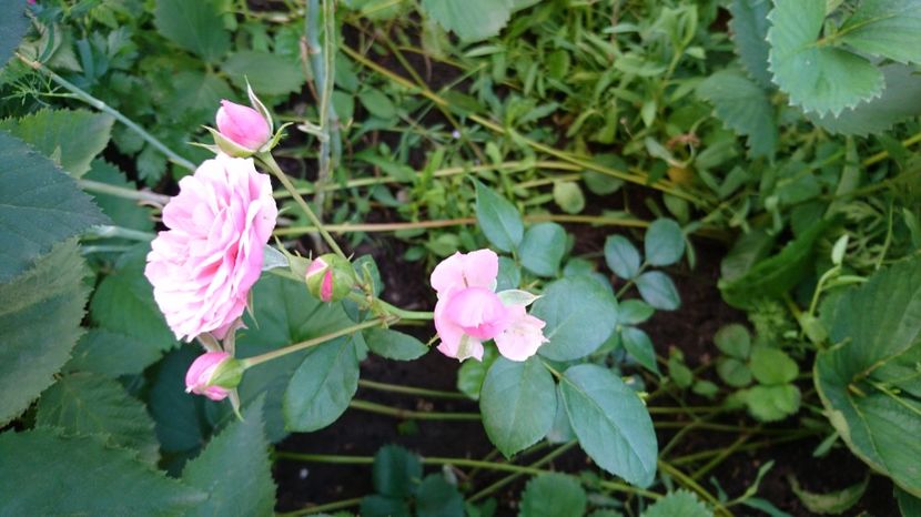 Pomponella - 00 Plante 2018