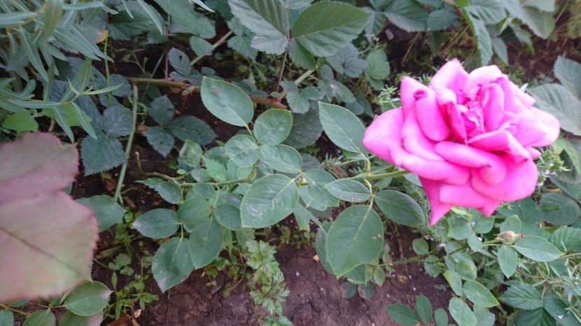 Passion - 00 Plante 2018