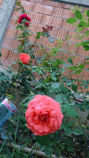 Dee dee Bridgewater - 00 Plante 2018