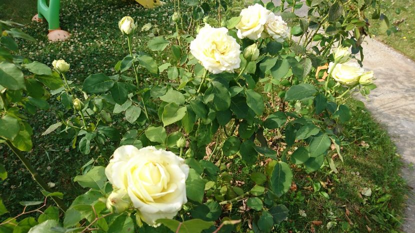 Akito - Trandafiri comerciali