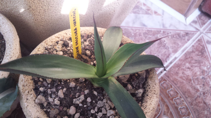 Agave  Obscura Marginata - Agave Obscura