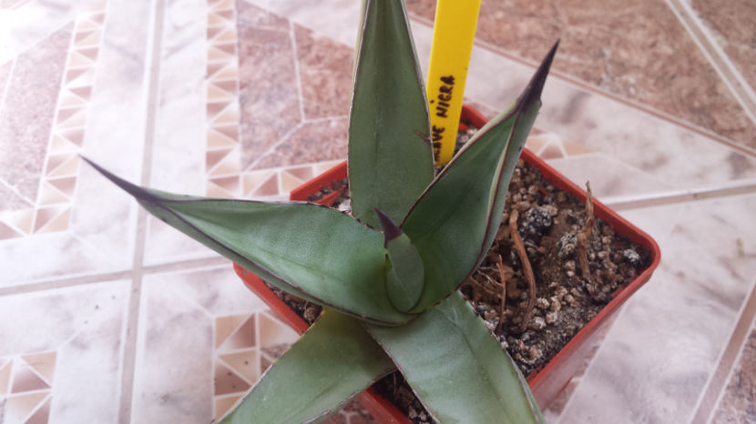 Agave Nigra (victoriae-reginae x scabra) - Agave Asperima