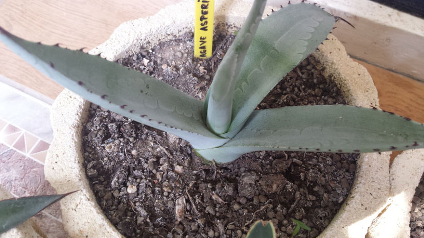 Agave Asperima(Scabra) - Agave Asperima