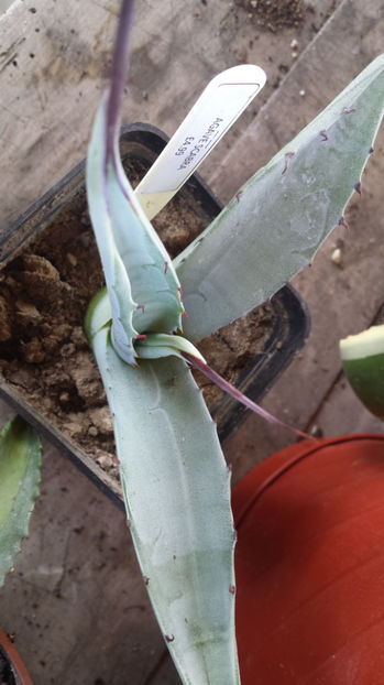 Agave Asperima(Scabra) - Agave Asperima