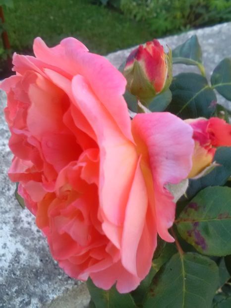  - Trandafiri iulie 2017